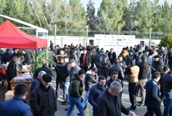 Kürdəmir rayonunda ilin yekun Aqrar İnnovasiya Festivalı keçirilib